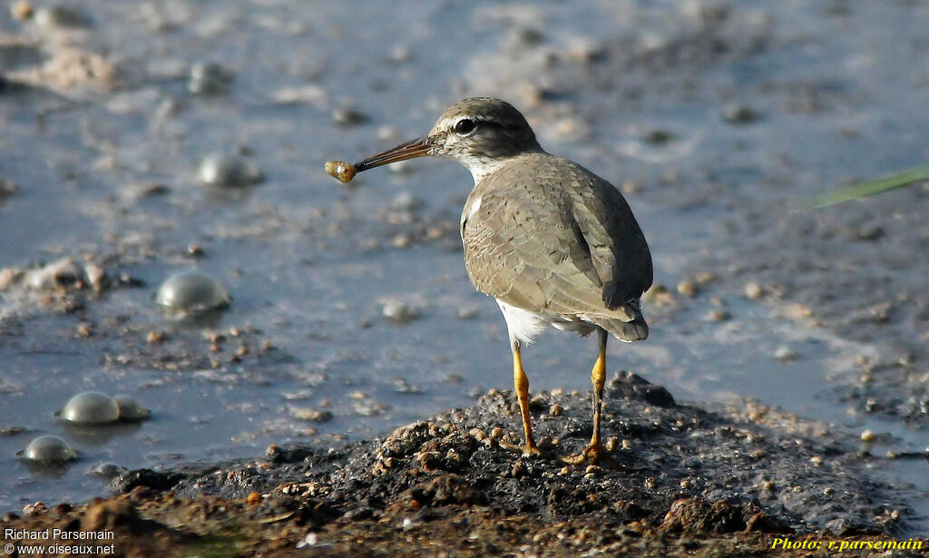 Spotted Sandpiperadult