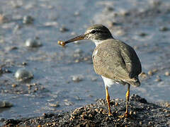 Spotted Sandpiper