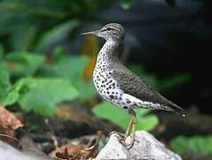 Spotted Sandpiper