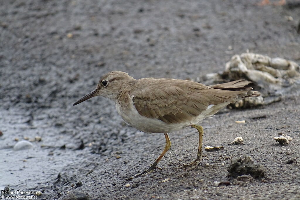 Spotted Sandpiperadult, walking, eats