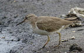 Spotted Sandpiper