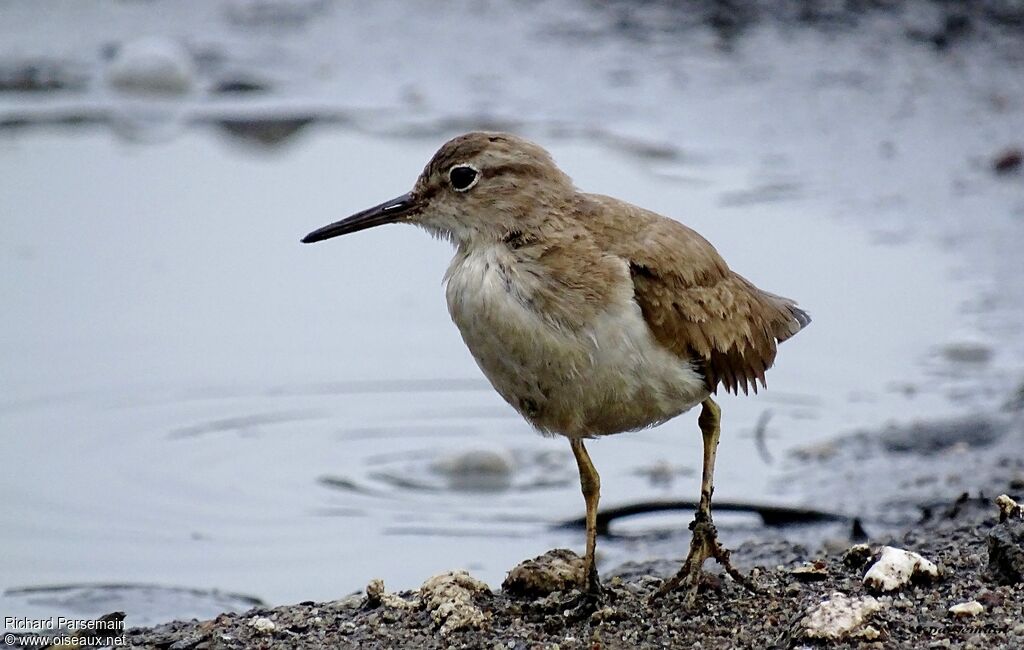 Spotted Sandpiperadult, walking