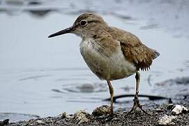 Spotted Sandpiper