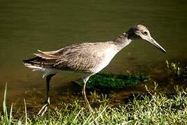 Willet