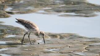 Willet