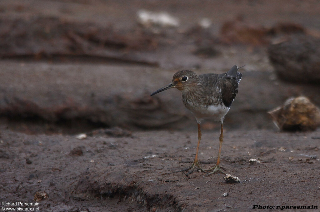 Solitary Sandpiperadult