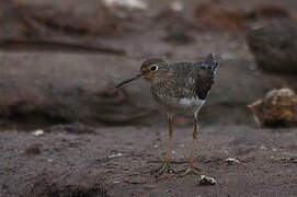 Solitary Sandpiper