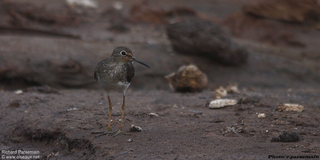 Solitary Sandpiperadult