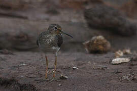 Solitary Sandpiper