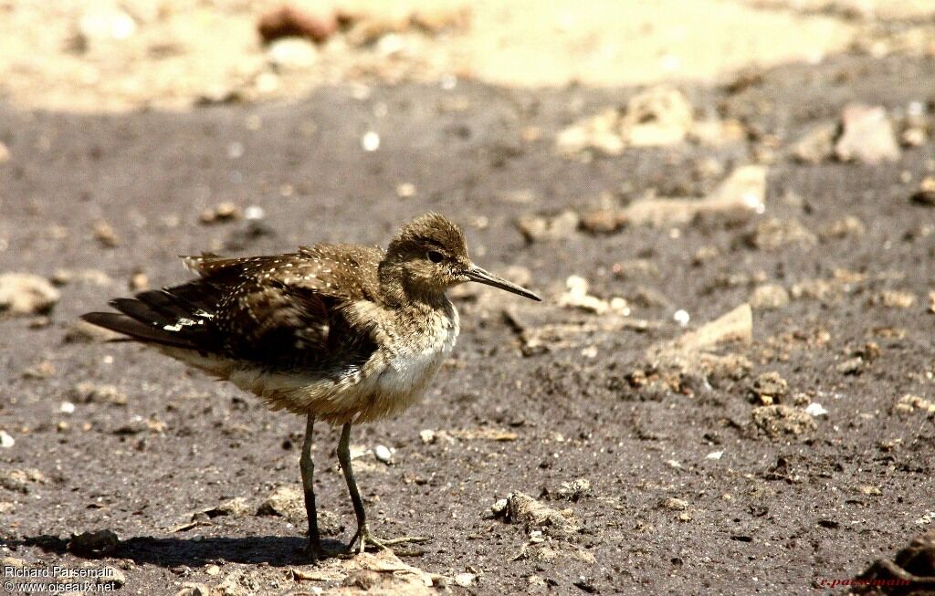 Solitary Sandpiperadult