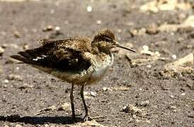 Solitary Sandpiper