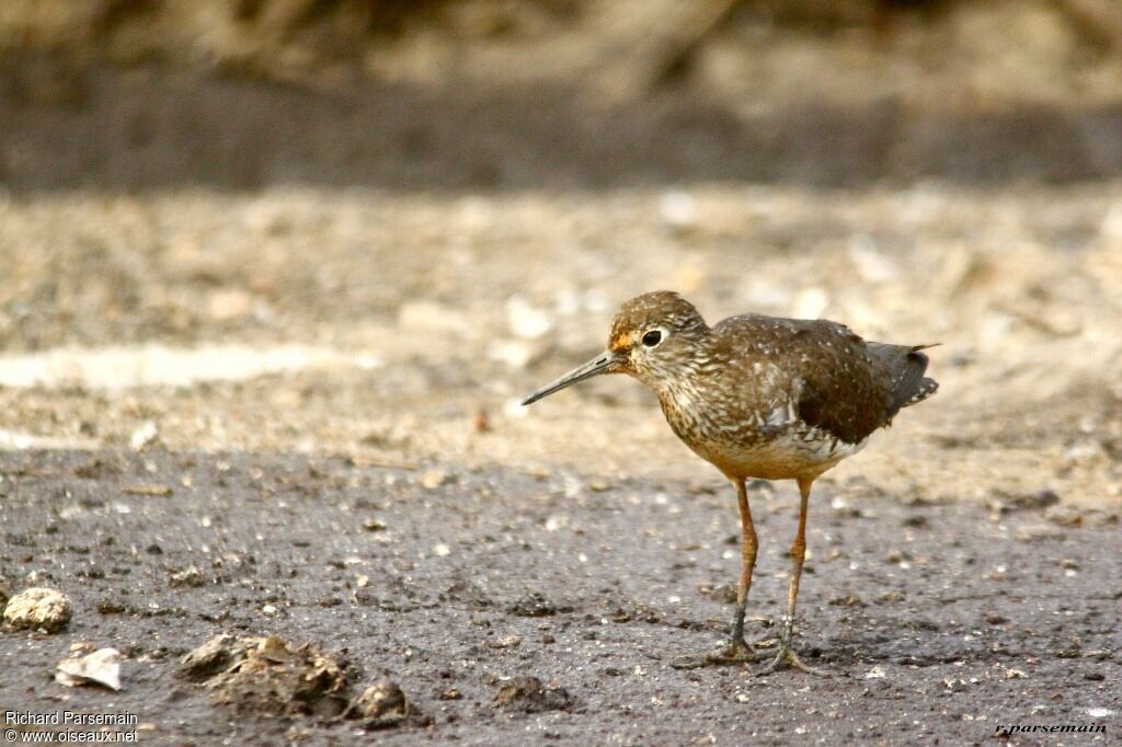 Solitary Sandpiperadult