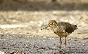 Solitary Sandpiper