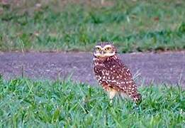 Burrowing Owl