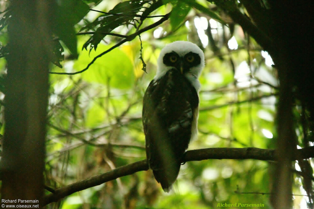 Spectacled Owljuvenile