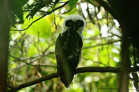 Spectacled Owl