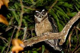 Spectacled Owl