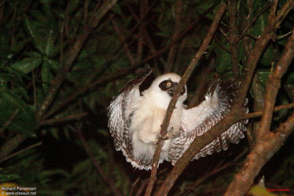 Spectacled Owljuvenile