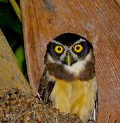 Spectacled Owl