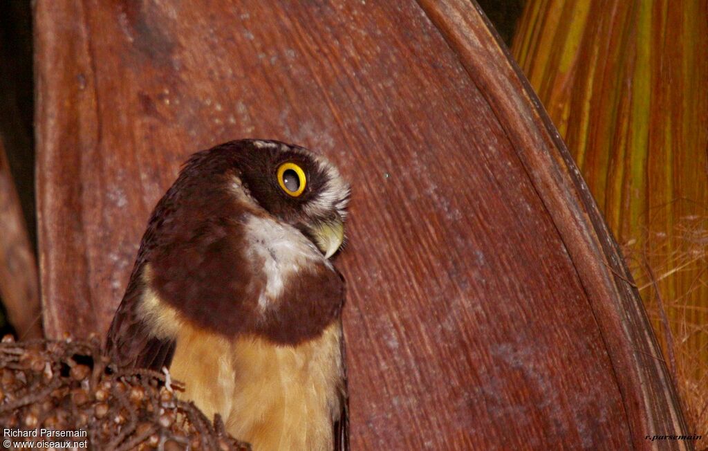 Spectacled Owladult