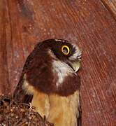 Spectacled Owl