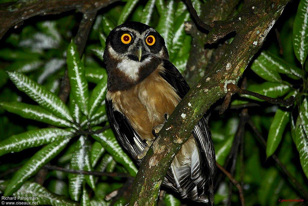 Spectacled Owladult