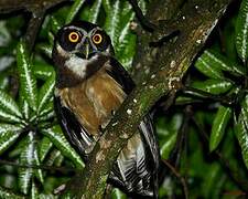 Spectacled Owl