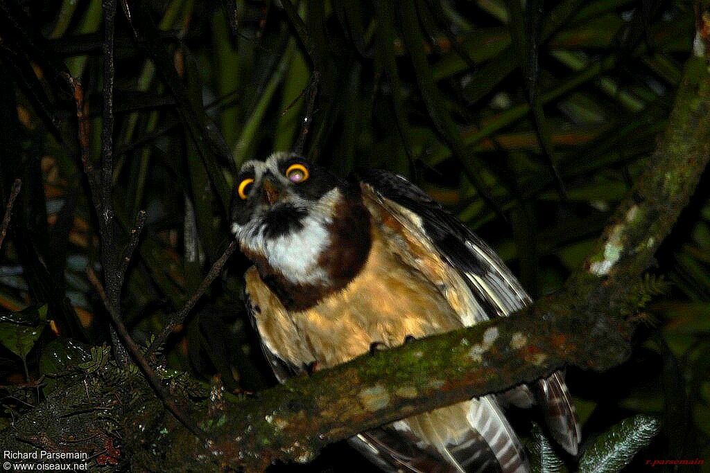 Spectacled Owladult