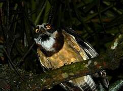 Spectacled Owl