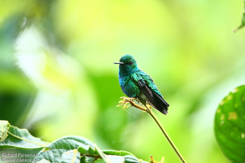 Blue-chinned Sapphire male adult