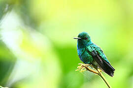 Blue-chinned Sapphire