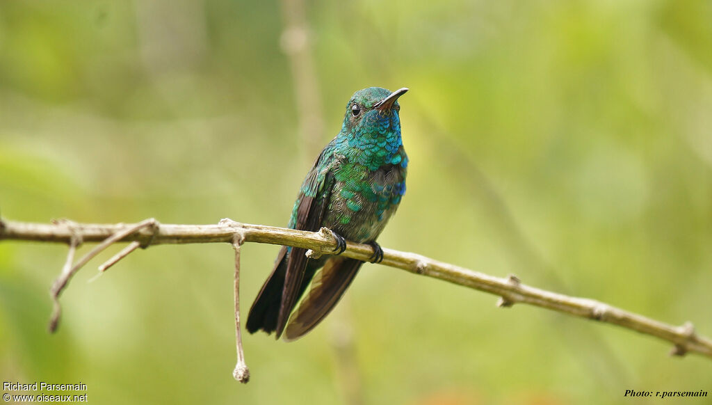 Blue-chinned Sapphire male adult