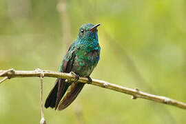 Colibri à menton bleu