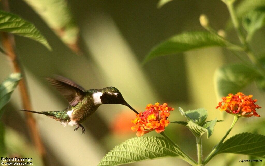 Colibri améthysteadulte