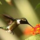 Colibri améthyste