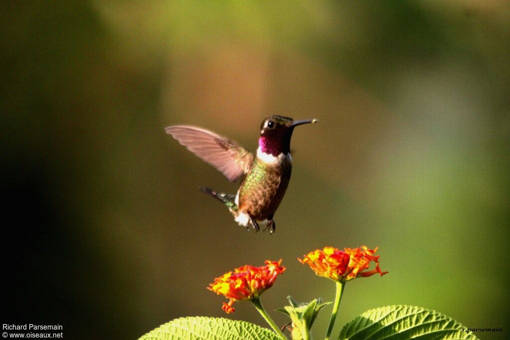 Colibri améthysteadulte