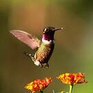 Colibri améthyste