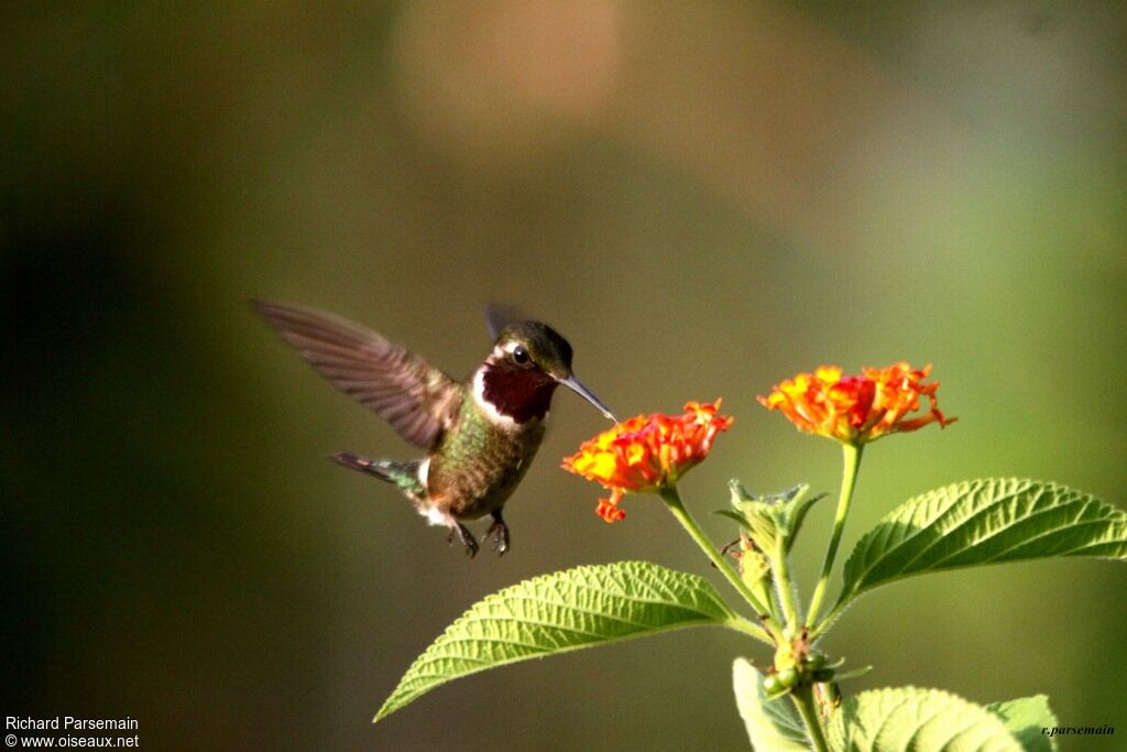 Colibri améthysteadulte