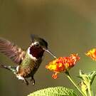 Colibri améthyste