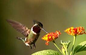 Colibri améthyste