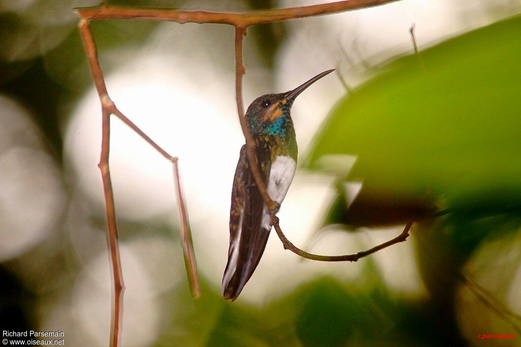 White-necked Jacobinadult