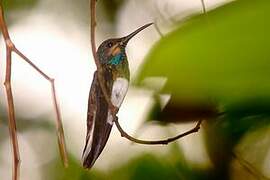 White-necked Jacobin