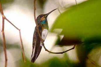 Colibri jacobin