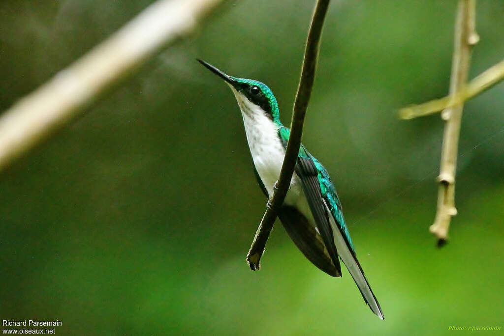 Black-eared Fairy female adult breeding, pigmentation