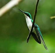 Black-eared Fairy