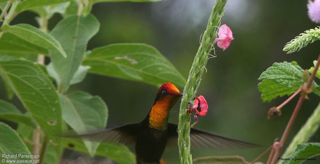 Colibri rubis-topaze mâle adulte