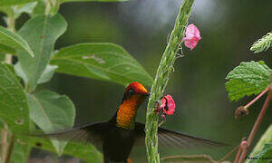 Ruby-topaz Hummingbird