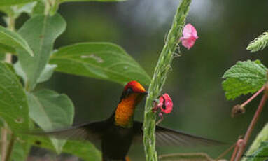 Colibri rubis-topaze