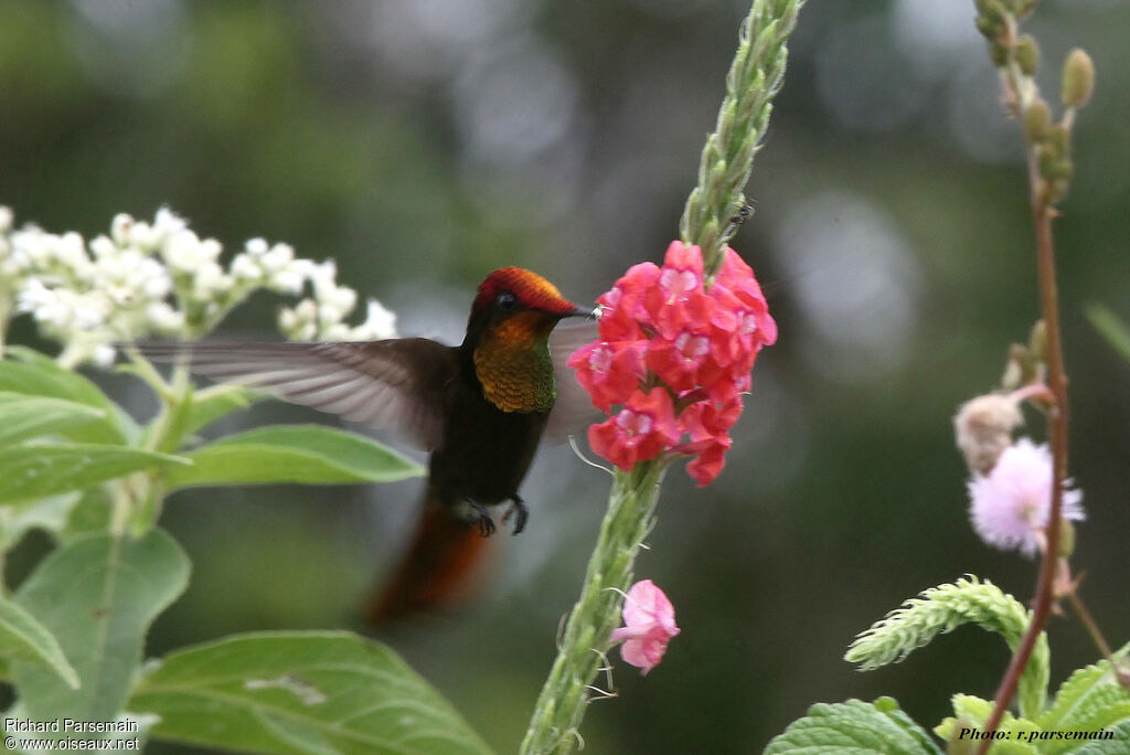 Colibri rubis-topaze mâle adulte