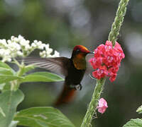 Colibri rubis-topaze